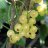 Valkoinen Hollantilainen Valkoherukka (Ribes rubrum 'Valkoinen Hollantilainen') 3 L-thumbnail