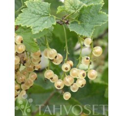 Valkoinen Suomalainen Valkoherukka (Ribes rubrum 'Valkoinen Suomalainen') runko-thumbnail