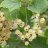 Valkoinen Suomalainen Valkoherukka (Ribes rubrum 'Valkoinen Suomalainen') runko-thumbnail