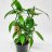 Vanilja(orkidea) Vanilla planifolia p 12-thumbnail
