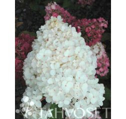 Hydrangea paniculata VANILLE FRAISE® 'Renhy' 3 L-thumbnail