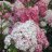 Vanille Fraise® Syyshortensia (Hydrangea paniculata VANILLE FRAISE® 'Renhy') 3 L-thumbnail