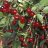 Kirsikka Prunus cerasus