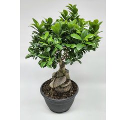 Varjoviikuna 'ficus microcarpa ginseng' p.26-thumbnail