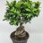 Varjoviikuna 'ficus microcarpa ginseng' p.26-thumbnail