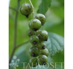 Venny Viherherukka FinE (Ribes nigrum 'Venny') 3 L-thumbnail