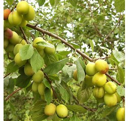 Prunus domestica 