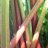 Victoria Raparperi (Rheum x hybridum 'Victoria') 3 L-thumbnail