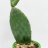 Viikunaopuntia (Opuntia indica) p 20-thumbnail