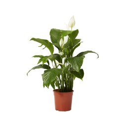 Viirivehka (Spathiphyllum alana) p 12-thumbnail