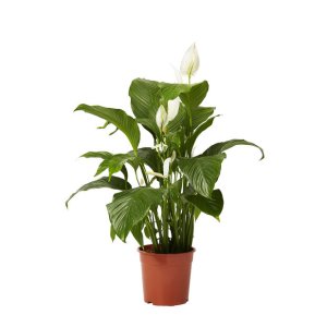 Viirivehka (Spathiphyllum alana) p 12 Tuotekuva