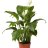 Viirivehka (Spathiphyllum alana) p 12-thumbnail