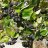 Marja-aronia Aronia mitschurinii