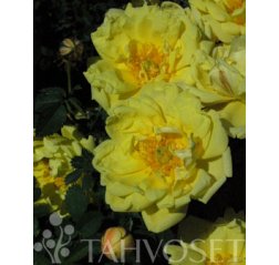 Willam's Double Yellow Viljaminkeltaruusu FinE (Rosa x harisonii 'William's Double Yellow')-thumbnail