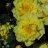 Willam's Double Yellow Viljaminkeltaruusu FinE (Rosa x harisonii 'William's Double Yellow')-thumbnail