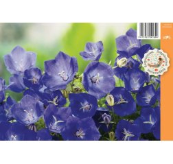Karpaattienkello - Campanula carpatica 'Perla Blue'-thumbnail