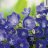 Karpaattienkello - Campanula carpatica 'Perla Blue'-thumbnail