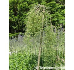 Walkerinhernepuu (Caragana arborescens 'Walker')-thumbnail