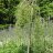 Walkerinhernepuu (Caragana arborescens 'Walker')-thumbnail