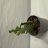 Cactus-thumbnail