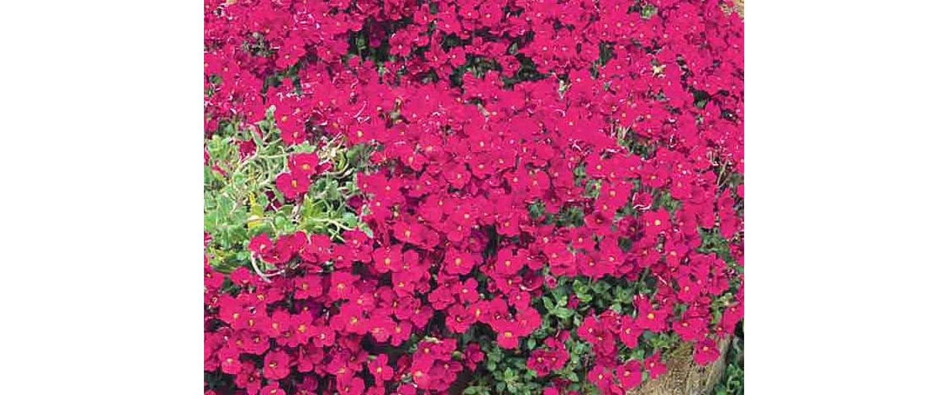 Обриета Роял ред