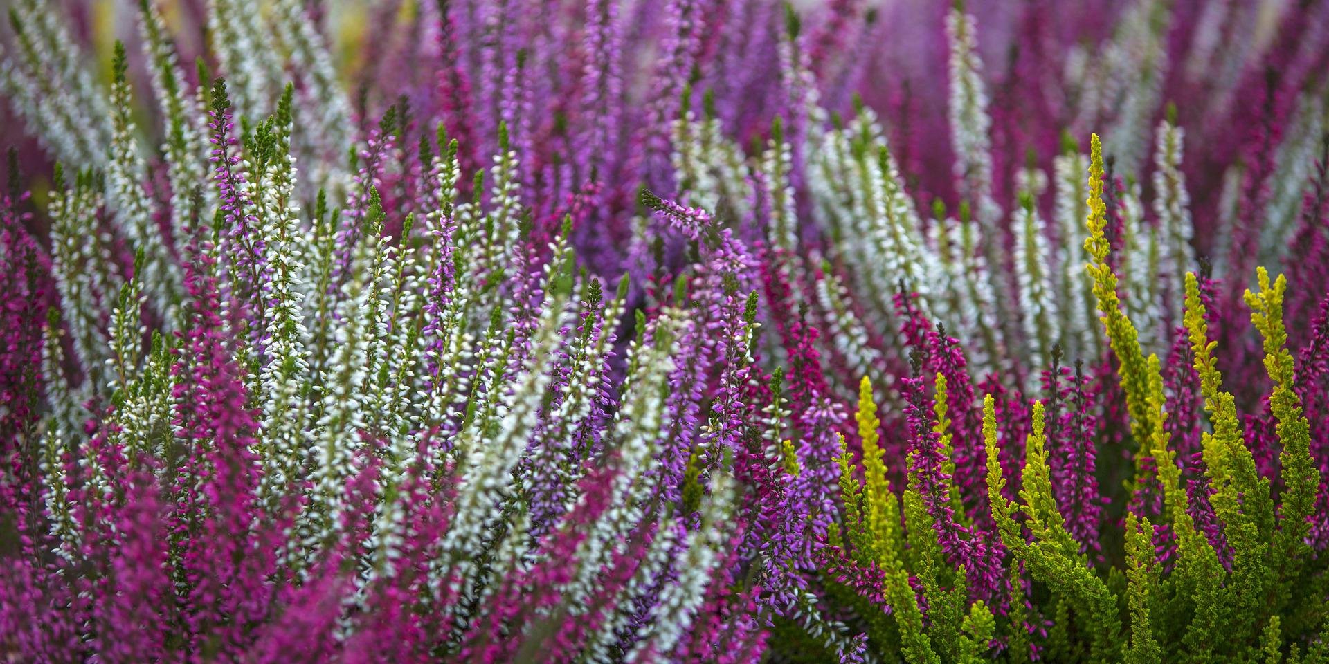 Вереск Calluna vulgaris Loki